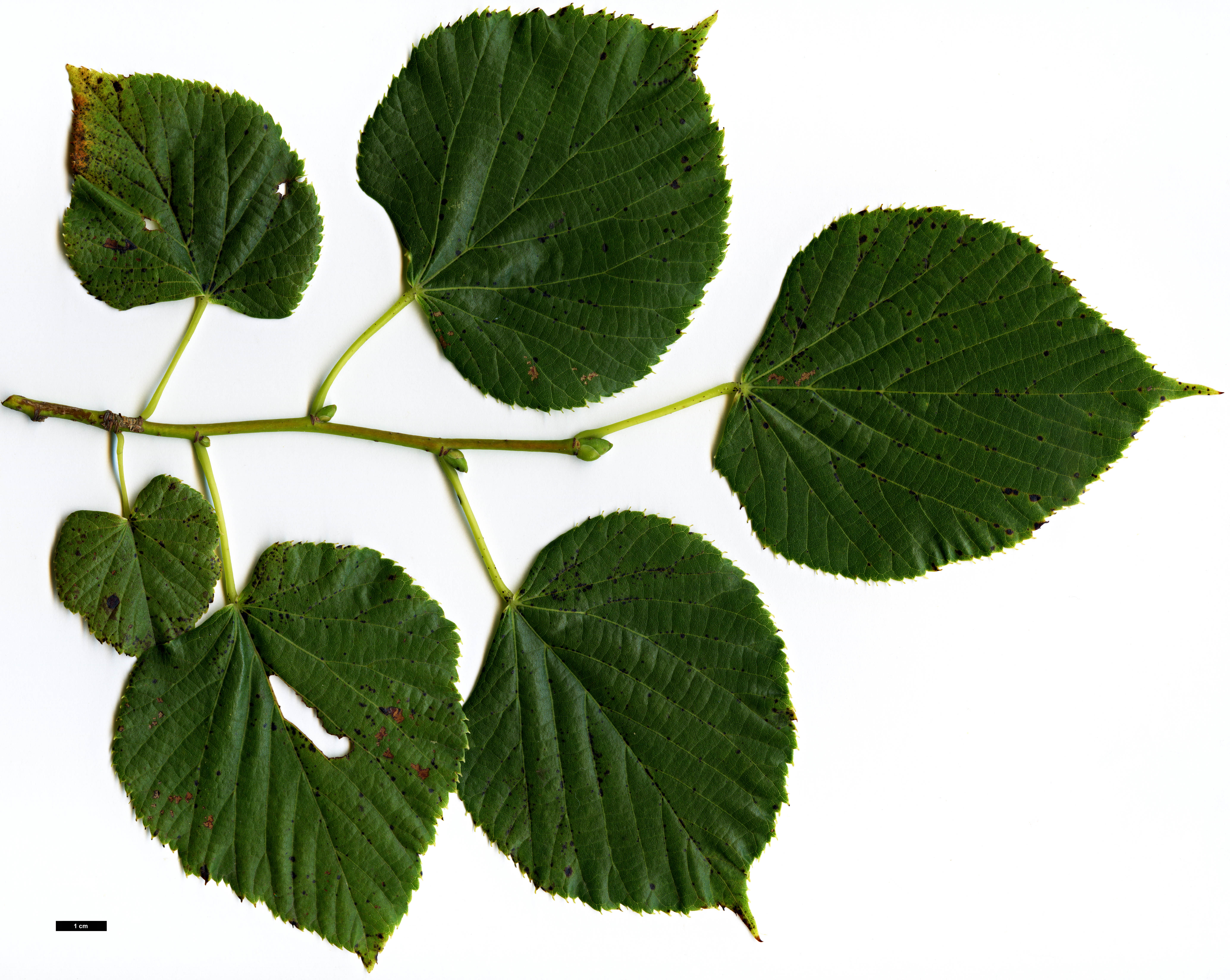 High resolution image: Family: Malvaceae - Genus: Tilia - Taxon: chinensis - SpeciesSub: var. investita